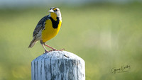 Eastern Meadow Lark serenating birders