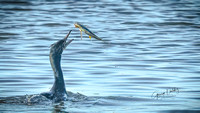 Double-crested Cormorant catching fish out of water