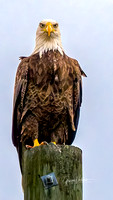 Bold Eagle Watches Traffic in Winnie, Texas