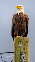 Bold Eagle Watches Traffic in Winnie, Texas