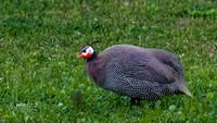 Helmsted Guineafowl