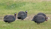 Helmsted Guineafowls