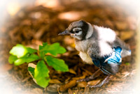 06-13-16 - Baby Blue Jay in Our Yard