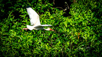 White Ibis in Flight