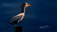 DOWBLE--CRESTED CORMORANT