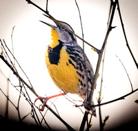 02-16-17 - Birding Gulf Coast Areas