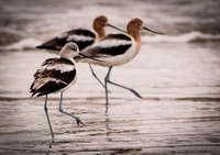 03-16-17 - Birding: Galveston Island, Bolivar Peninsula, Anahuac National Wild Life Reserve, High Island Audubon Bird Sanctuary