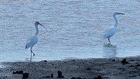 White Ibis & Great Egret