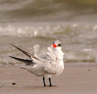10-04-17 - Birding: Galveston, Bolivar Peninsula, Anahuac