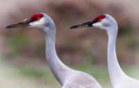 02-16-18 - Eagle Lake Birding Trip
