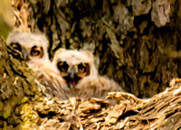 04-06-18 - Austin - Emma Long Park & Commons Ford Park - Horned Owl & Babies