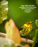 04-14-15 - Cape May Warbler -- Aransas Pass, TX