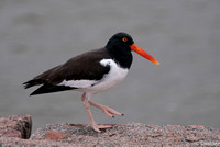 02-16-19 - Anahuac, Bolivar Peninsula, Galveston Island - Private Birding Trip