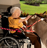 08-04-19 - Muffin, the Mini Donkey, at  Parson's House Assisted Living