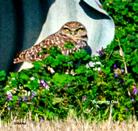 01--03-20 - Williamson County - Burrwing Owl