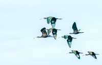 12-28-19 - SAN BERNARD & BRAZORIA REFUGES - Private Birding