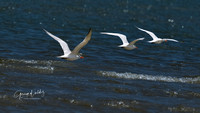 Caspian Terns in Flight