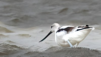 American Avocets