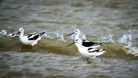 American Avocets