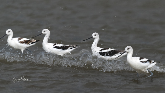 American Avocets