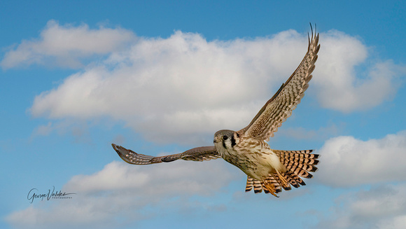 American Kestrel