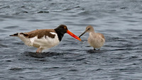 American Oyster Catcher Meets a Willet