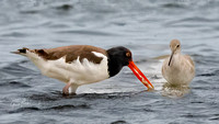 American OysterCatcher Enjoys a Bite