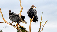 Black Vultures