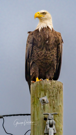 Bold Eagle Watches Traffic in Winnie, Texas