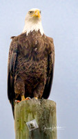 Bold Eagle Watches Traffic in Winnie, Texas