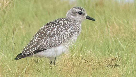 Black-bellied Plover