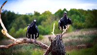 Black Vultures