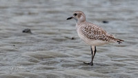 Black-bellied Plover