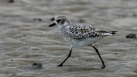 Black-bellied Plover