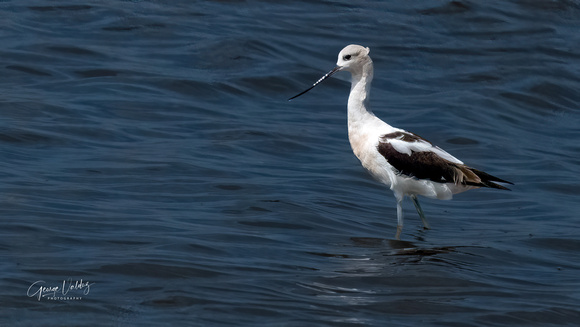 American Avocet