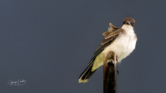 Eastern Kingbird