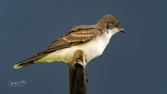 Eastern Kingbird