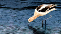 American Avocet