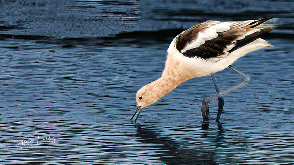 American Avocet