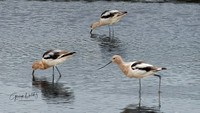 American Avocets