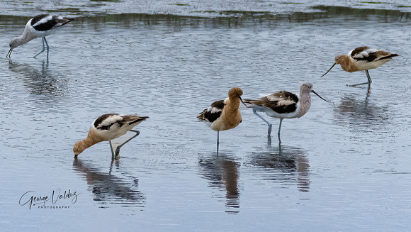 American Avocets