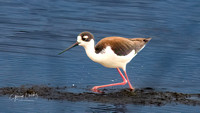 Balck-necked Stilt