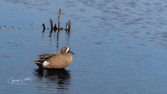 Blue-winged Teal