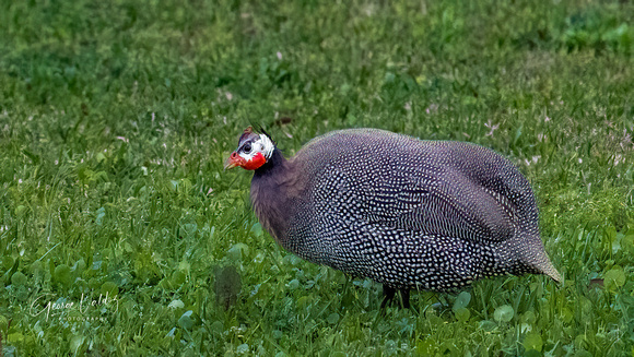 Helmsted Guineafowl