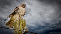 Red-tailed Hawk