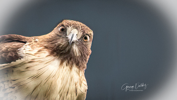 Red-tailed Hawk