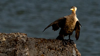 Double-crested Cormoran