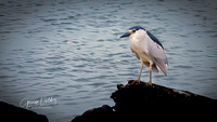 BLACK--CROWNED NIGHT--HERON