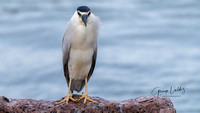 BLACK--CROWNED NIGHT--HERON