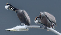 BROWN PELICANS